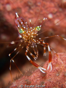 Shrimp on a sponge by Beate Seiler 